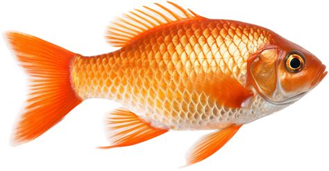fish png|Explore 6,155+ Free Fish Png Illustrations: Download Now .
